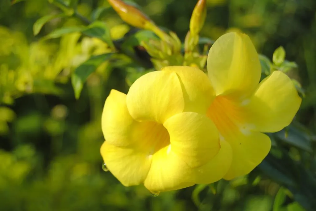 ***  Hill Top Ayurvedic Beach Resort India