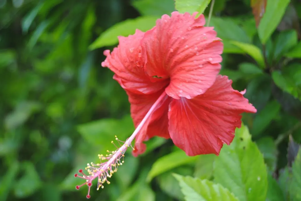Hill Top Ayurvedic Beach Resort India